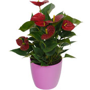 Antrio velmelho + Cachep Rosa